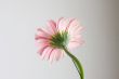 pink gerbera