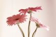 pink gerbera