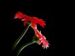 red gerbera