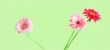 pink gerbera