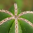 cactus with waterdrops