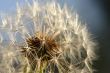 Dandelion Macro Shot