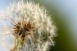 Dandelion Macro Shot