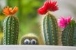 Hidden funny cactus