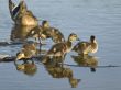 Duck family