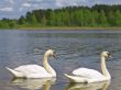Two swans