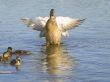 Fly up duck near ducklings