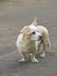 mongrel dog