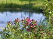 red flowers