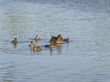 duck family