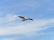 Single flying seagull