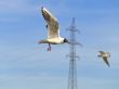 Seagulls and electricity