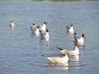 seagulls at the water