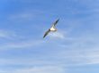 Flying seagull