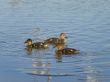 ducklings