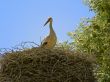Stork