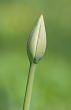 Bud of a tulip