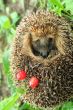 Hedgehog and berries
