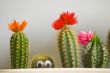 Funny cactus