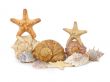 A composition made from shells and starfishes - 3