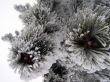 Icy pine needles and cones