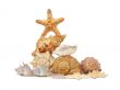A composition made from shells and starfishes - 4