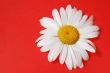 Chamomile