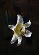 White lily