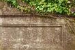 Grunge frame. Ivy over old wall