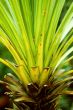 Palm close-up