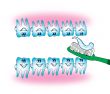 teeth