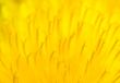 Yellow Dandelion