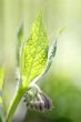 Symphytum officinale