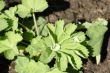 Alchemilla vulgaris