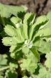 Lady`s mantle