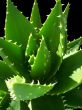Aloe