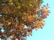 Harvest Oak