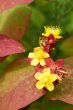 hypericum