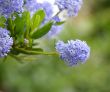 californian lilac