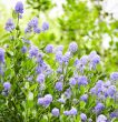 californian lilac