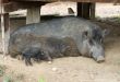 Wild pig as a pet