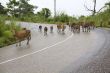 Traffic congestion, Laos