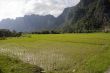 Rice field in Laos