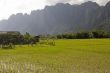 Rice field in Laos