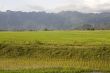 Rice field in Laos