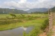 Rice field in Laos