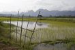 Rice field in Laos