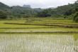 Rice field in Laos