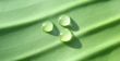 waterpearl green