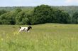 Running Bull